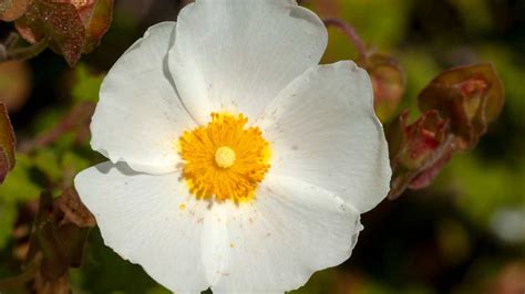 how to prune rock rose.